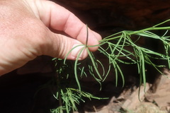 Maerua rosmarinoides, photograph author not stated, no rights reserved