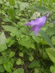 Campanula rapunculoides