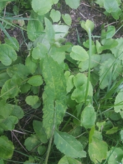 Campanula rapunculoides