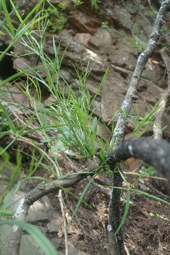 Image of Maerua rosmarinoides by no rights reserved