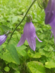 Campanula rapunculoides