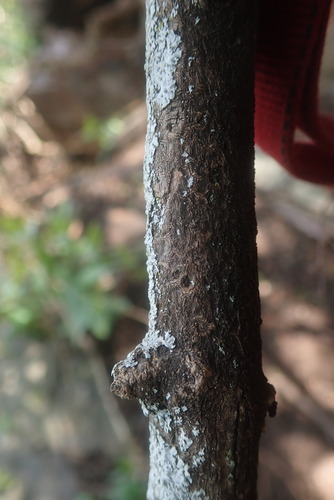 Maerua rosmarinoides, photograph 6