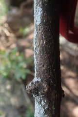 Maerua rosmarinoides, photograph author not stated, no rights reserved