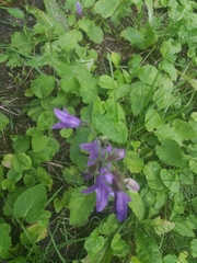 Campanula rapunculoides