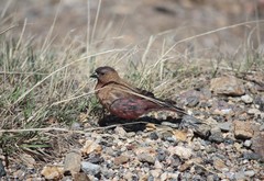 Leucosticte australis