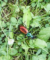 Carabus rutilans