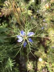 Nigella