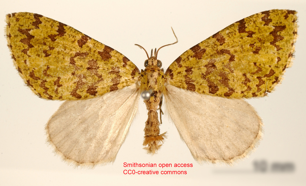 Hydriomena ranuncula