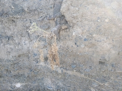 Ferula