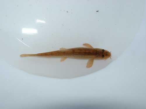 Dala stone loach (Triplophysa dalaica) — Nemacheilidae — 4