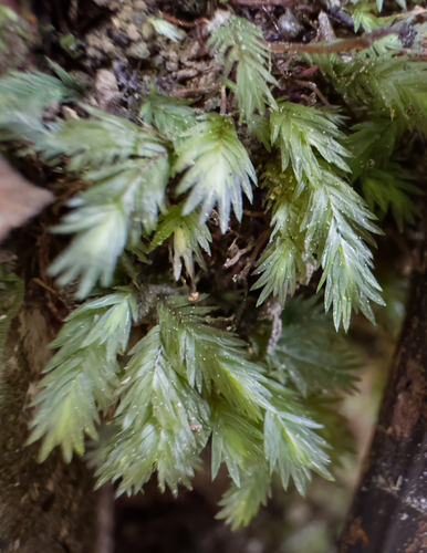 Fissidens pallidus, 2024-11-02