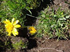 Arnica ovata