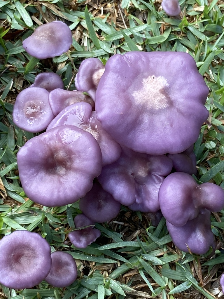 Collybia sordida · November 2024 · photo: © simoncolenutt (iNaturalist, cc-by)