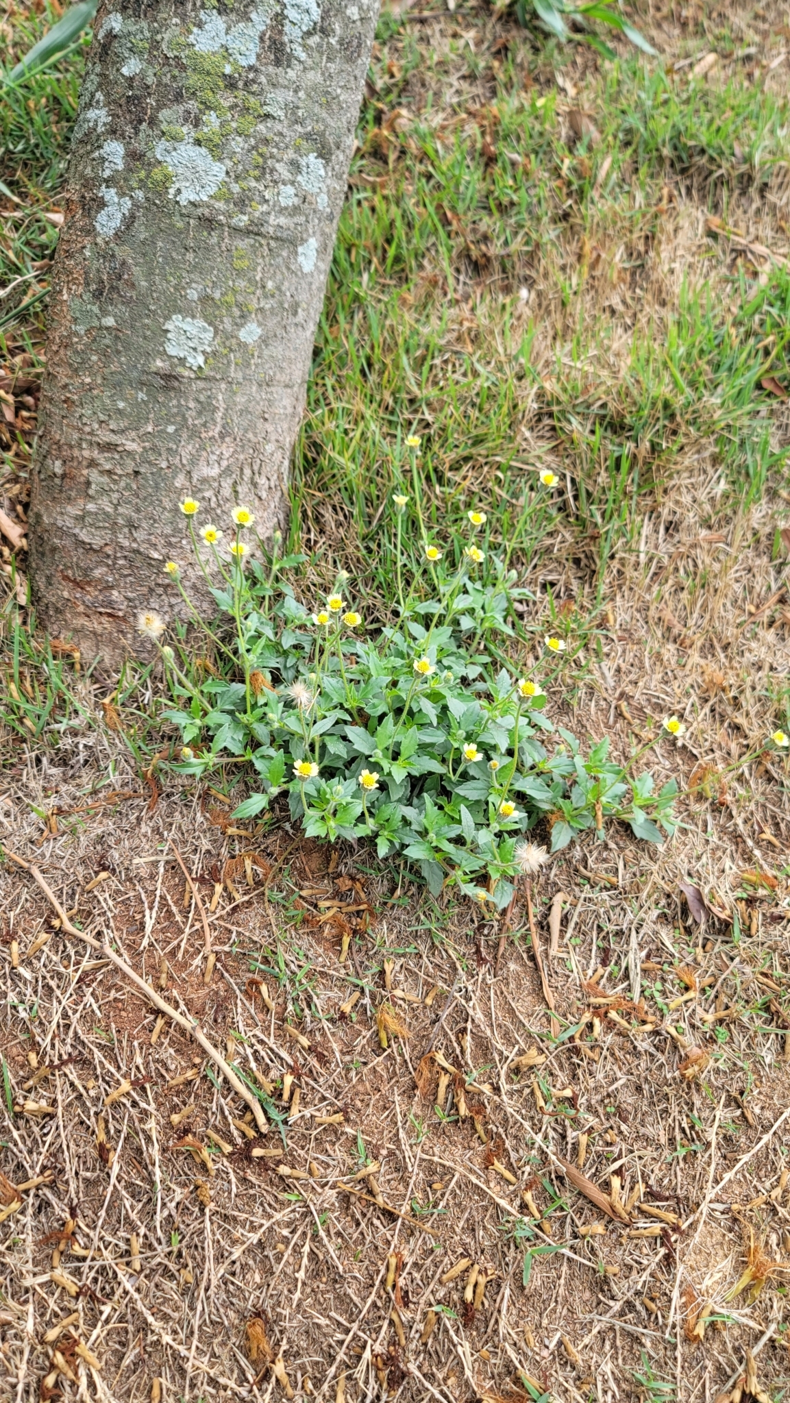 Tridax procumbens