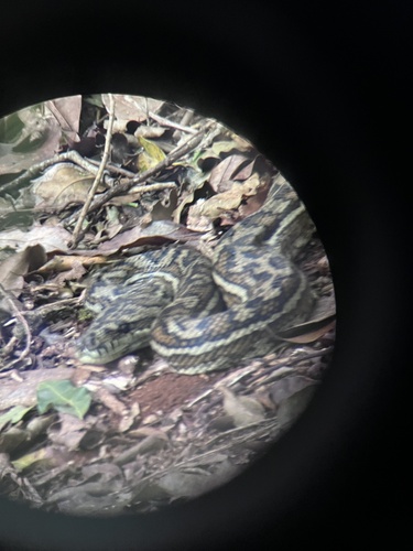 Coastal Carpet Python sighting