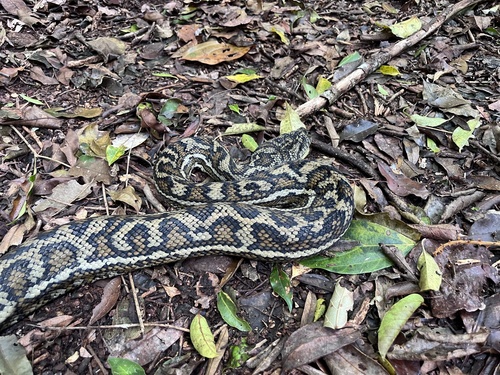 Coastal Carpet Python sighting