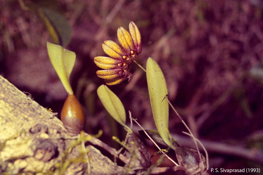 Bulbophyllum fischeri