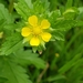 Rough Cinquefoil - Photo (c) m1k3felt, some rights reserved (CC BY-NC)