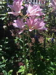 Lycoris squamigera