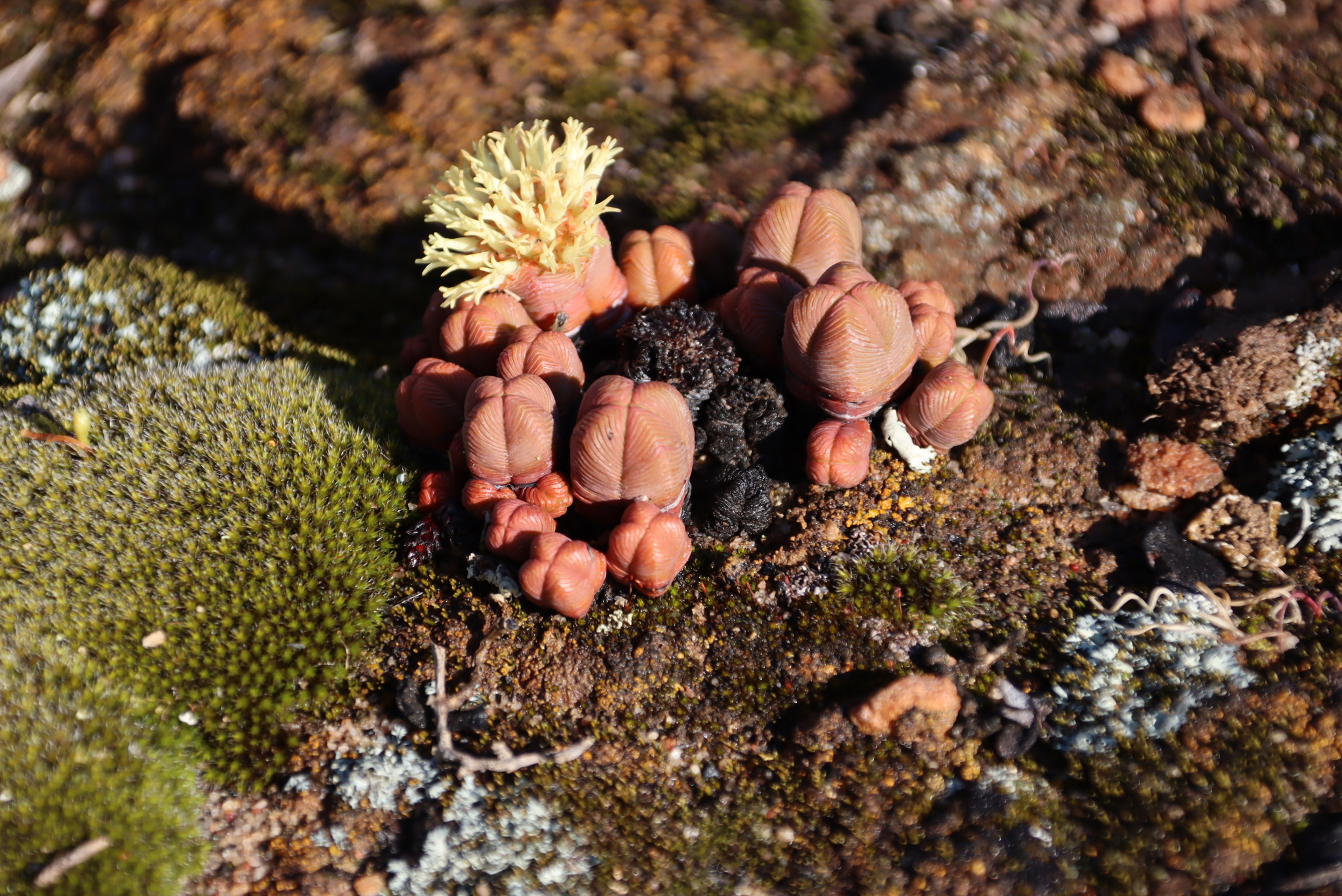 Crassula pyramidalis