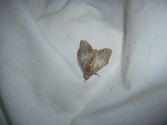 Peridea basitriens