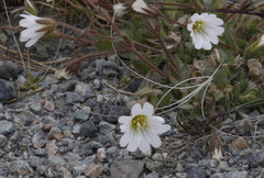 Cerastium nigrescens arcticum