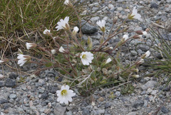 Cerastium nigrescens arcticum