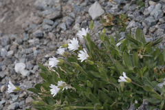 Cerastium nigrescens arcticum