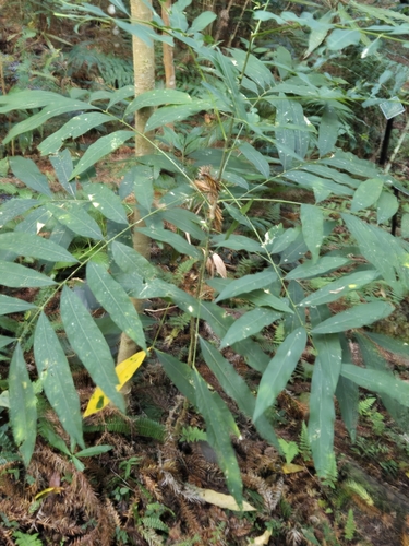 Image of Sapindus mukorossi by (c) jimmy, some rights reserved (CC BY)