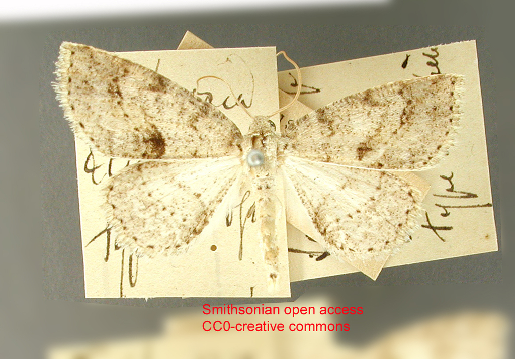 Bryoptera ecuadorata