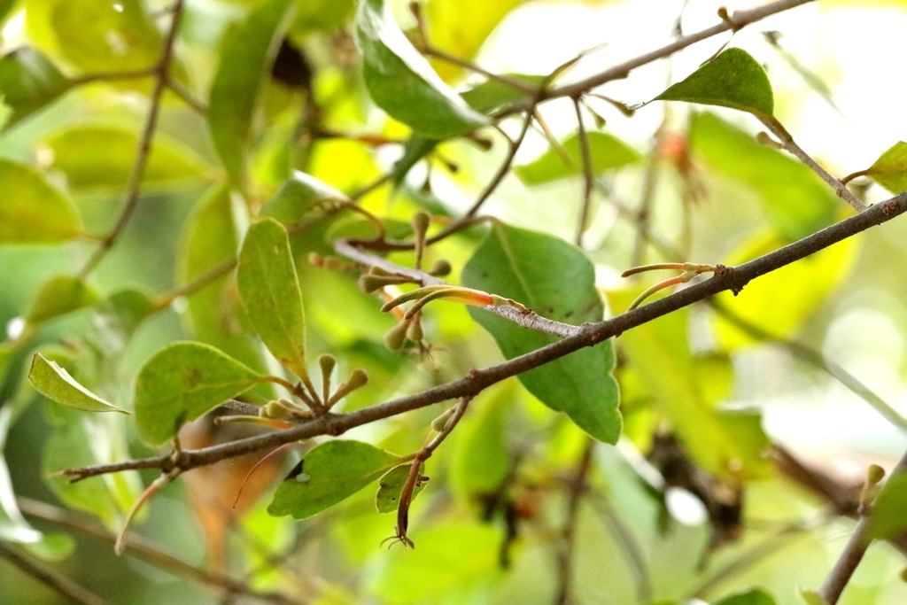 Scurrula parasitica; photograph author not stated, no rights reserved