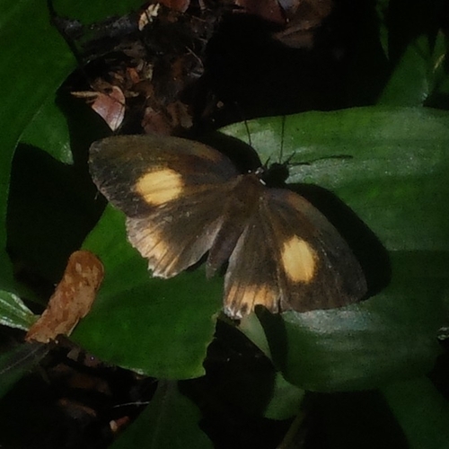 Deudorix lorisona
