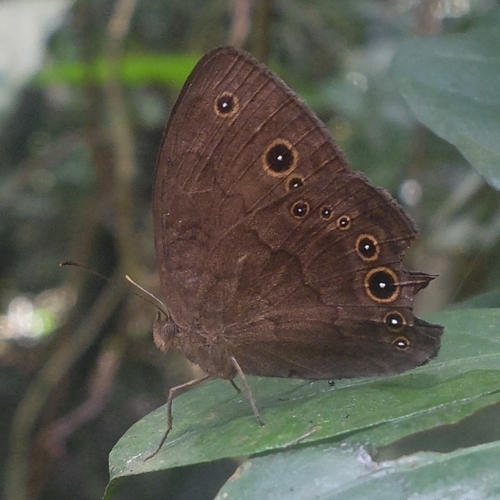 Bicyclus sangmelinae