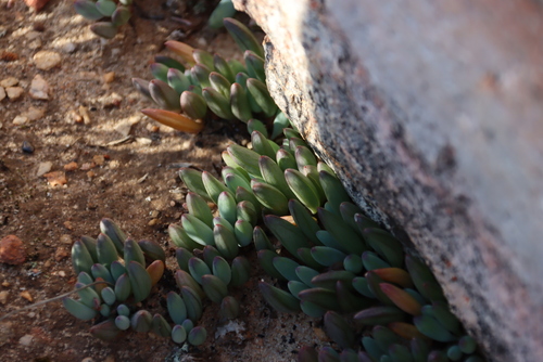 Image of Curio repens by (c) Tony Rebelo, some rights reserved (CC BY-SA)