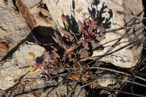 Image of Othonna pumilio by (c) Tony Rebelo, some rights reserved (CC BY-SA)