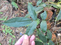 Callerya nitida, photograph (c) jimmy, some rights reserved (CC BY)