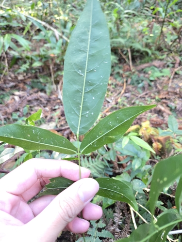 Callerya nitida, photograph 6