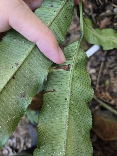 Angiopteris itoi