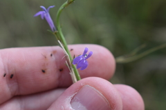 Lobelia urens