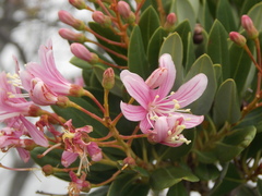 Bejaria aestuans