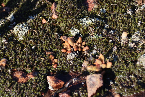 Crassula namaquensis