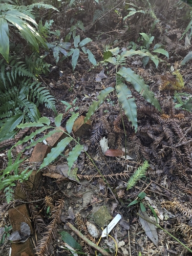 Angiopteris × itoi, photograph 4