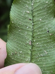 Angiopteris × itoi, photograph (c) jimmy, some rights reserved (CC BY)