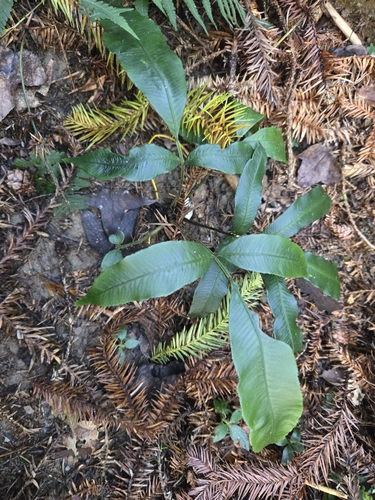 Angiopteris somae (Angiopteris somae)
