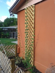 Humulus lupulus lupuloides