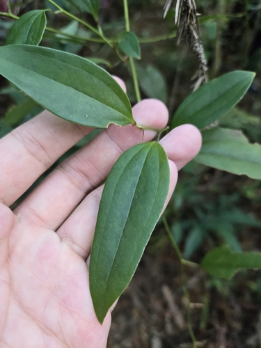 Smilax lanceifolia (Smilax lanceifolia)