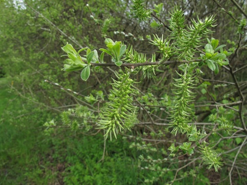 Salix apennina