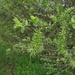 Salix apennina - Photo (c) Ned, algunos derechos reservados (CC BY-NC-SA)