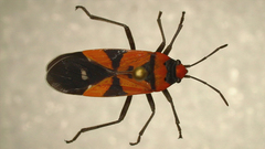 Lygaeus analis
