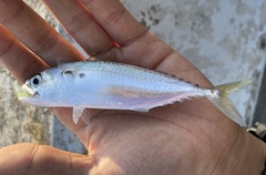 Island Mackerel photo 3